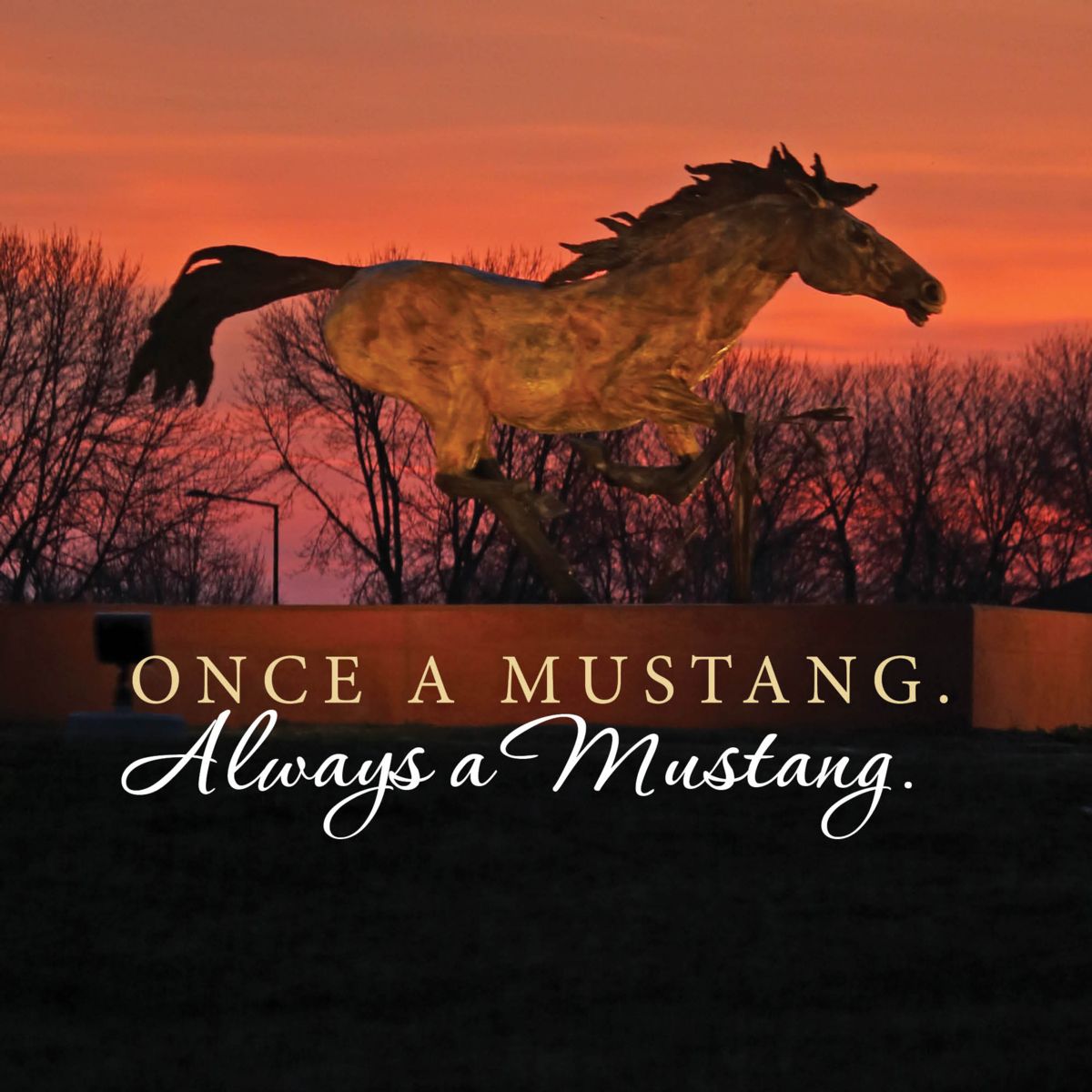 Once a Mustang Square Image