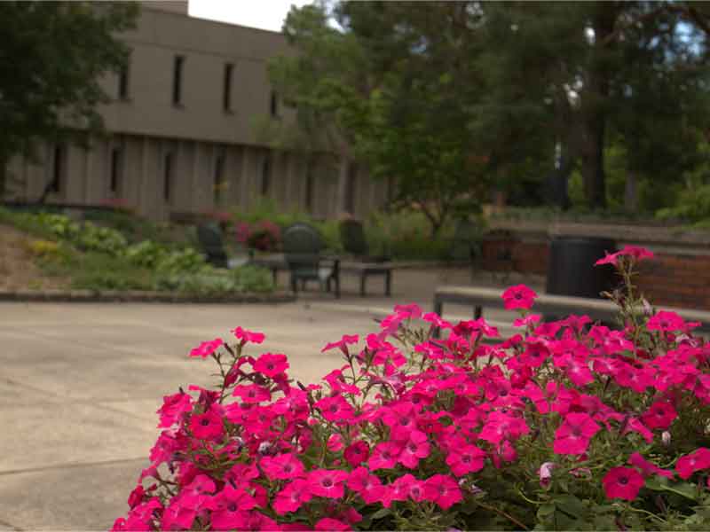 Flowers in the garden