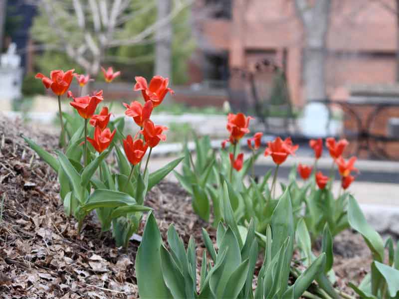 tulips outside in the garden