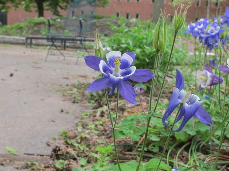 Purple flowers in the garden