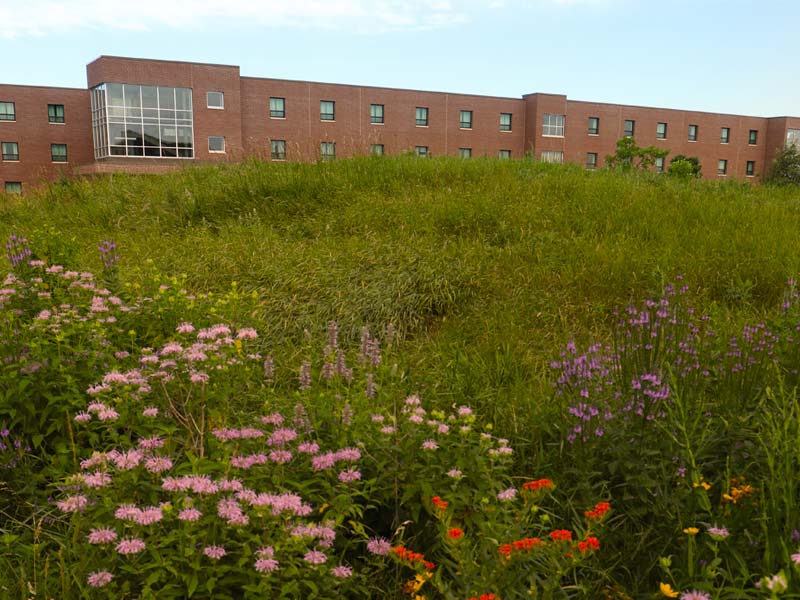 Prairie area outside SMSU campus