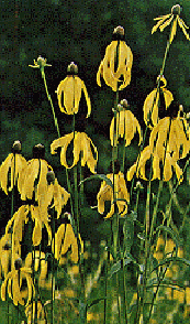 Gray-headed Coneflower